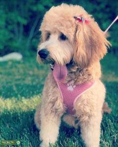 Mini Goldendoodle Listing Image