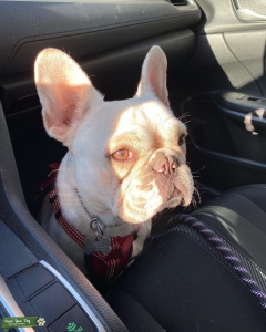 White Beige spotted Frenchie  Listing Image