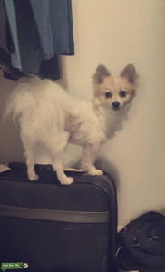 3 yr old Corgi Pomeranian Stud Listing Image