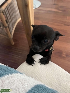 Black Chihuahua looking for Female Listing Image