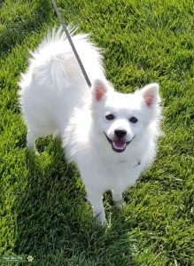 Beautiful Mini American Eskimo Listing Image