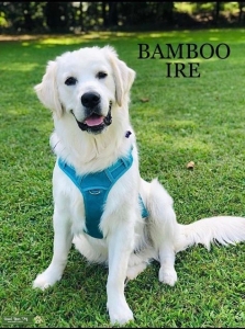 English Cream Golden Retriever  Listing Image