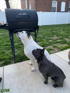 Blue French Bulldog Stud Listing Image