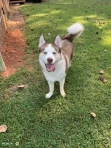 Siberian Husky/ Malamute Mix Listing Image