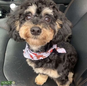 AKC Miniature Phantom Poodle for Stud(PROVEN) Listing Image