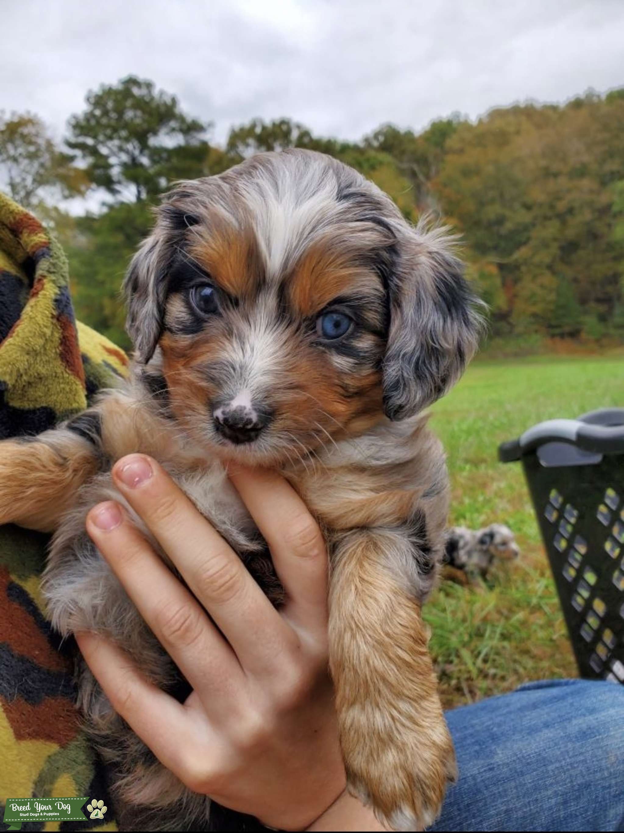 AKC Miniature Phantom Poodle for Stud(PROVEN) Stud Dog in Tennessee