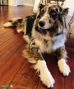 Blue merle female border collie Listing Image