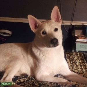 Husky-Golden Lab Listing Image