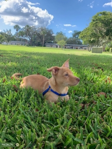 Looking to Breed Only 1 Time Listing Image