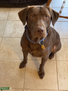 30 Months Beautiful Chocolate Lab For Stud Listing Image