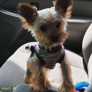 AKC Yorkie Stud Listing Image