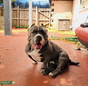 American Bully  Listing Image