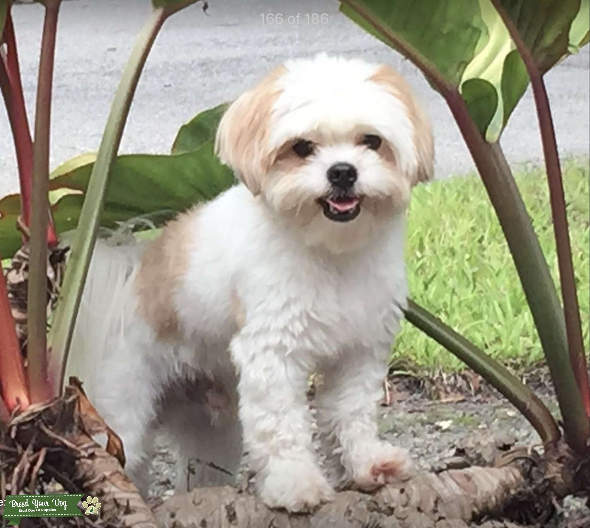 Male Shih Tzu Stud Dog in Florida, the United States Breed Your Dog