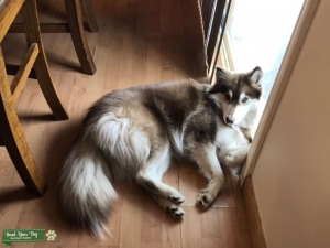 Looking for a Male Stud for my white and brown Pomsky Listing Image
