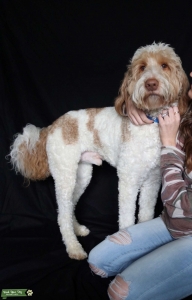 STUD available - Goldendoodle Listing Image