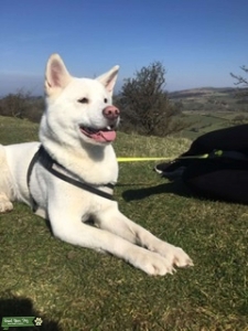 Looking for Japanese Akita stud  Listing Image