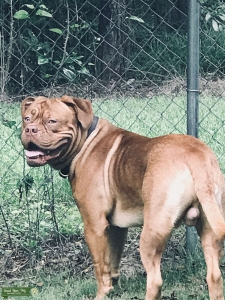 French Mastiff Male 3 years old Listing Image