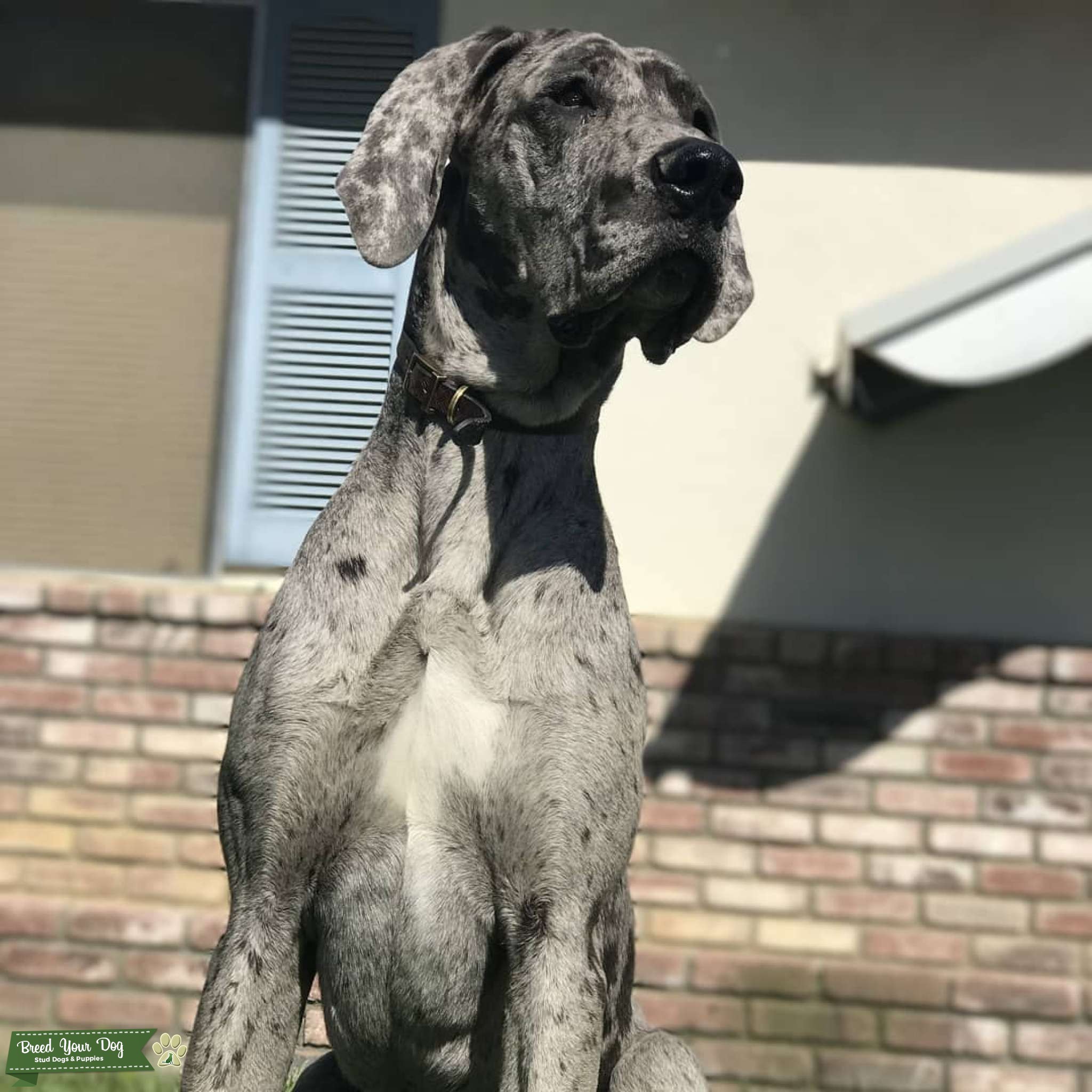 Blue Merle Great Dane Stud Dog in California, the United States Breed Your Dog