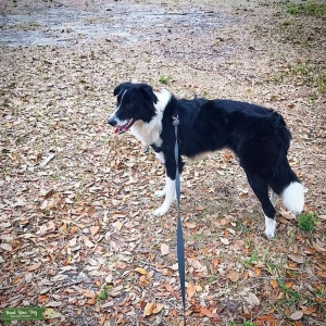 ABCA Black/White Border Collie Listing Image