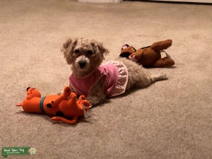 Female Apricot Maltipoo  Listing Image