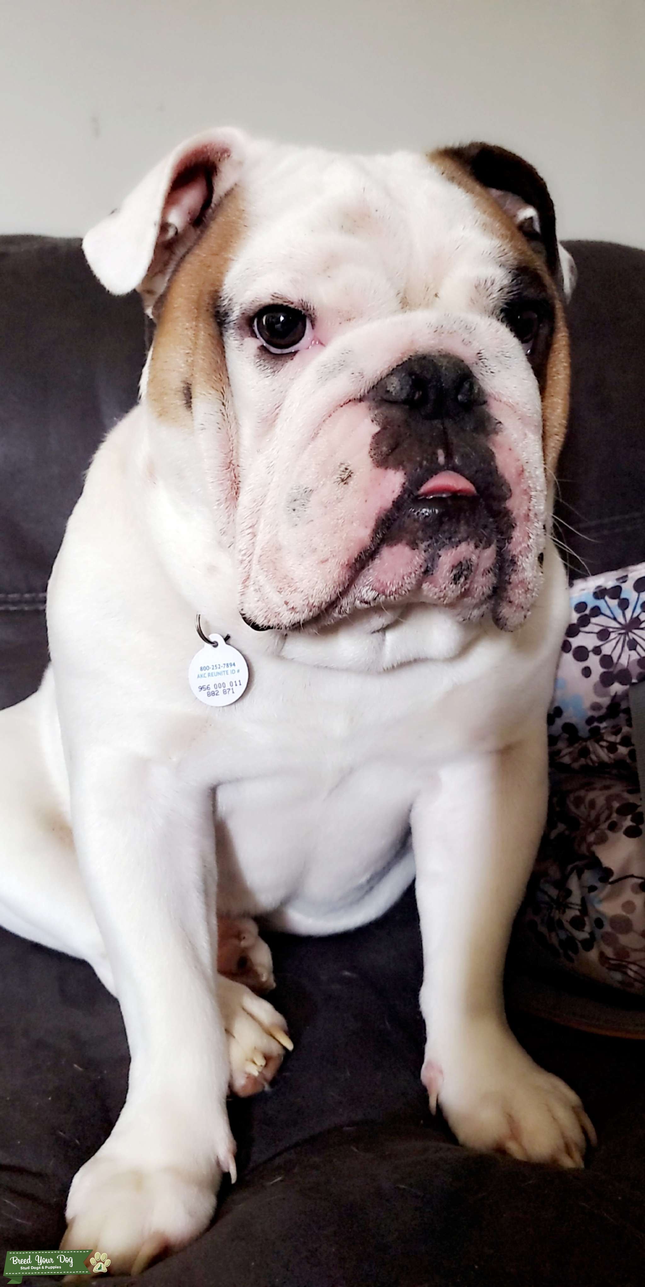 English Bulldog Stud Dog Kentucky Breed Your Dog