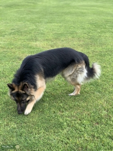 German Shepherd CKC Stud Listing Image