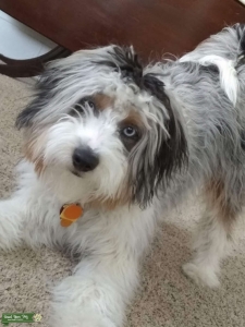 Blue merel Aussidoodle Listing Image