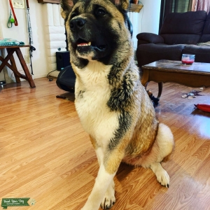 Female American Akita Looking for Stud Listing Image