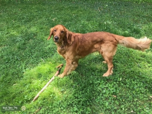 Golden Retriever Listing Image