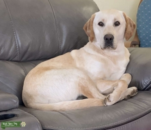 Labrador retriever  Listing Image