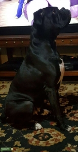 Handsome Boxer Brindles  Listing Image