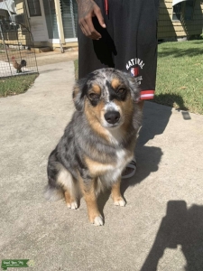 Blue Merle Australian Shepherd  Listing Image