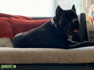 Stud for puppy Listing Image
