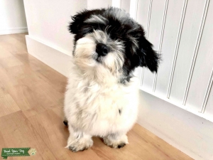 Havanese - Black & White Parti - Proven stud in Oregon Listing Image