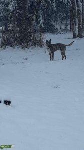 Wolf Mix Listing Image
