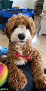 Goldendoodle Listing Image