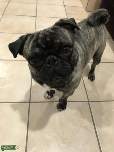 Brindle pug stud service  Listing Image