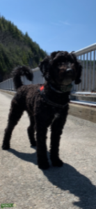 Labradoodle mid size- first gen Listing Image