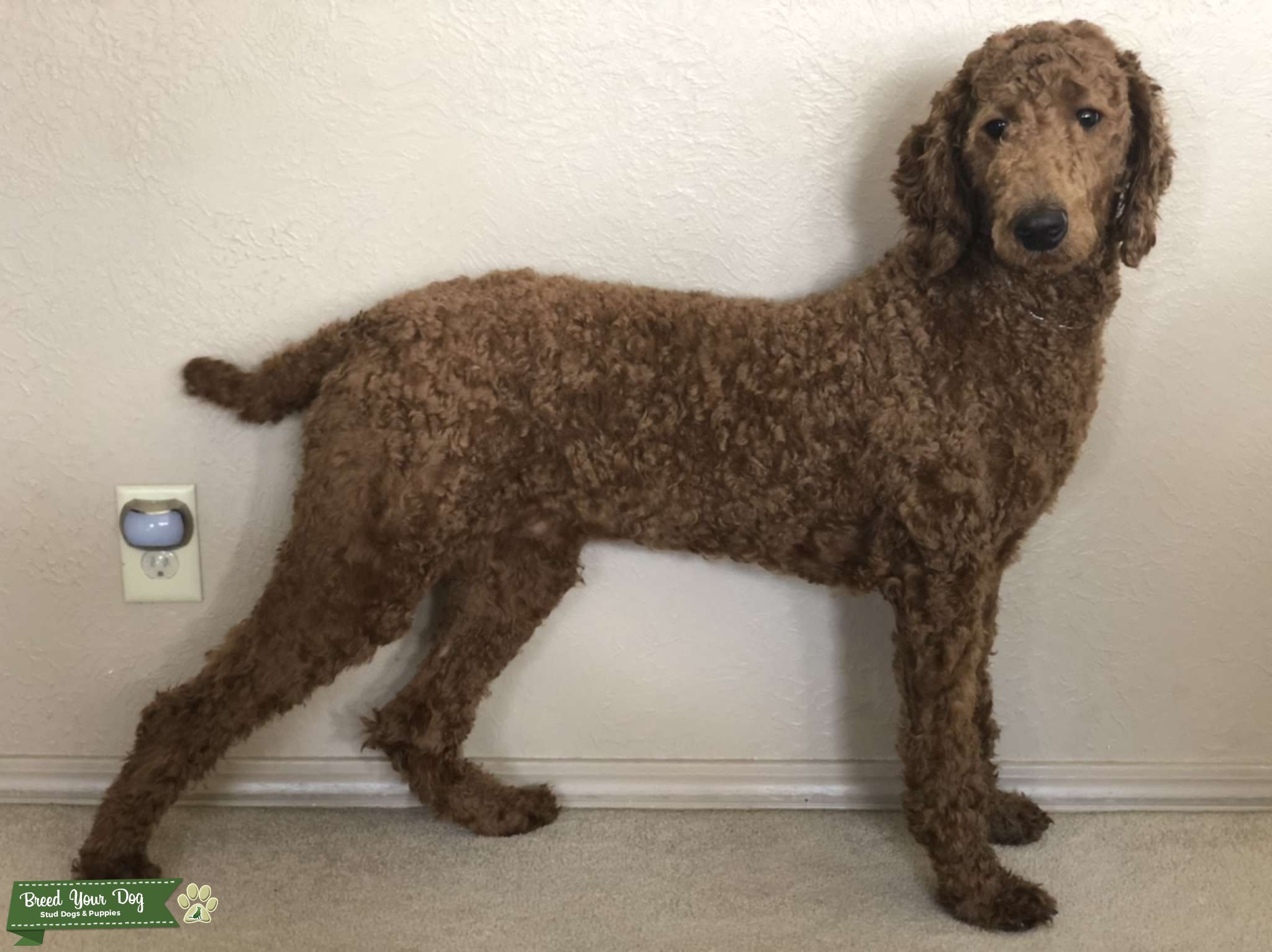 Red standard poodle Stud Dog in Toledo,Ohio , United States Breed