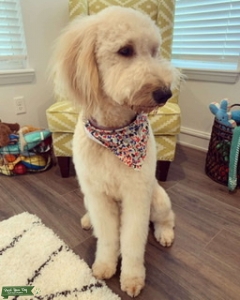 Goldendoodle Standard Listing Image