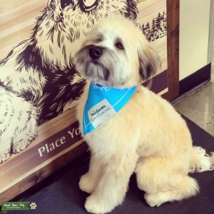 Soft coat Wheaten terrier Listing Image