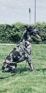 Stud first litter Listing Image