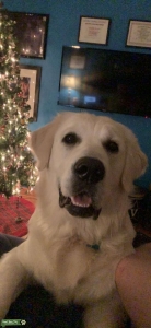 English Cream Golden Retriever Listing Image