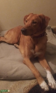 Golden Retriever/ Greyhound Mix Listing Image