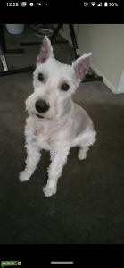 Miniature Schnauzer Listing Image