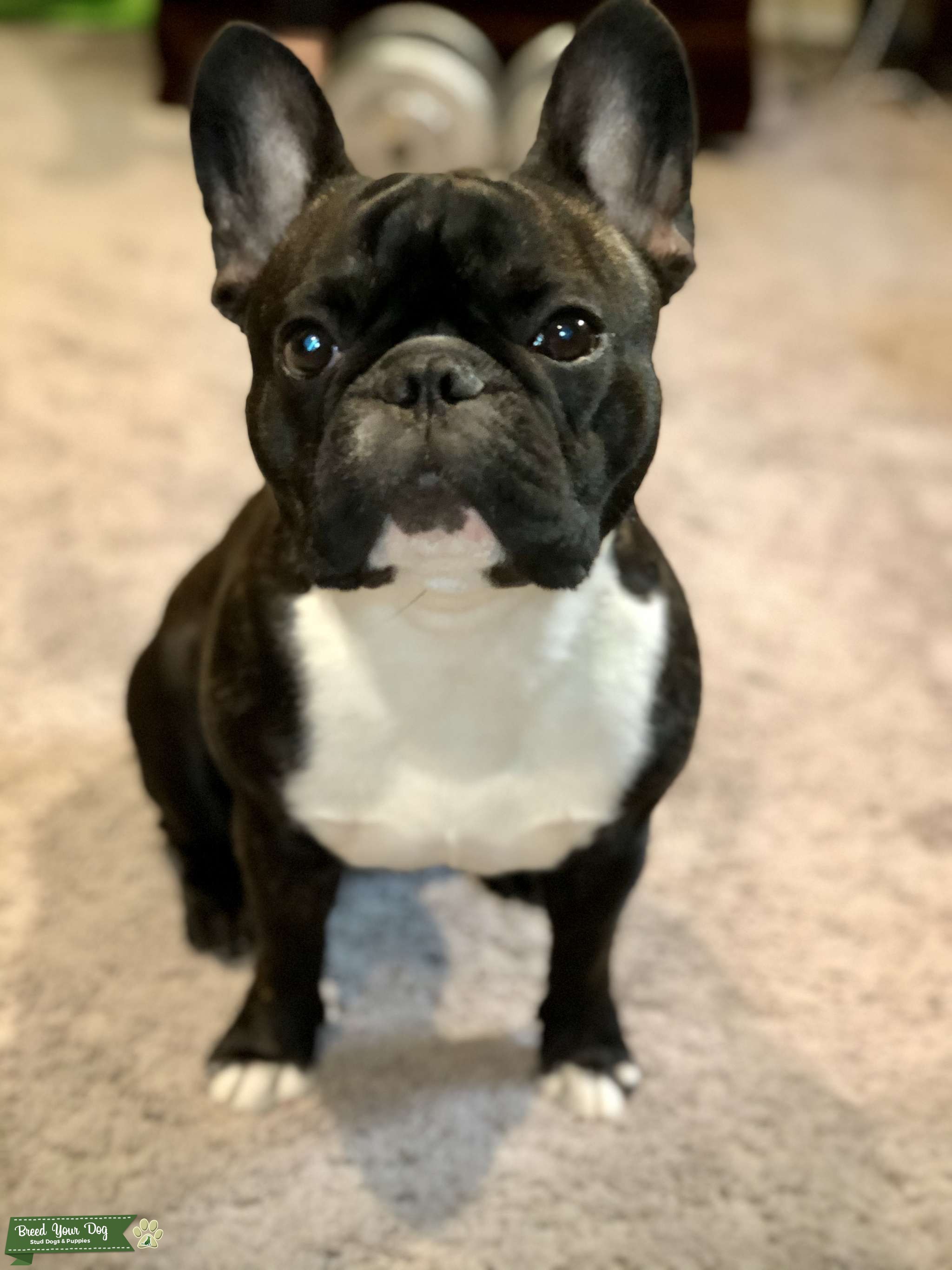 Brindle French Bulldog Stud Dog Winnipeg Manitoba Breed Your Dog