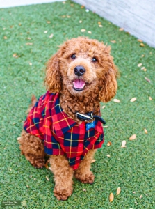 Mini Goldendoodle  Listing Image