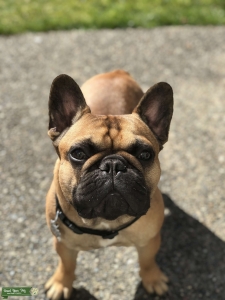 Fawn French Bulldog Stud Listing Image