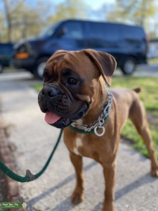 Euro Boxer AKC Registered Champion Bloodline Fawn Stud Listing Image