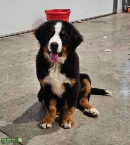 Male bernese mountain dog Listing Image
